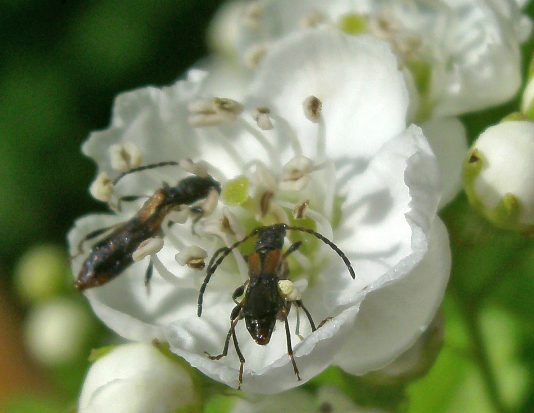 Cerambycidae? o Staphylinidae?  Cerambycidae: Brachypteroma ottomanum